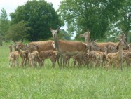 Busgroepen_1 Busgroepen